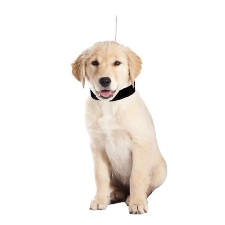 Lucky Leash Retractable Leash & Collar - Size Small/Medium (10-35 lbs), As Seen on TV (pack of 2)